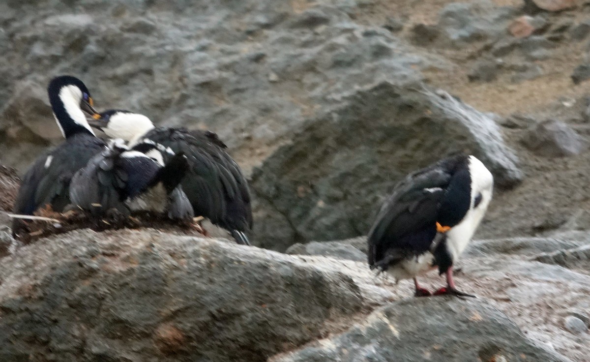 Imperial Cormorant (Antarctic) - ML600706271