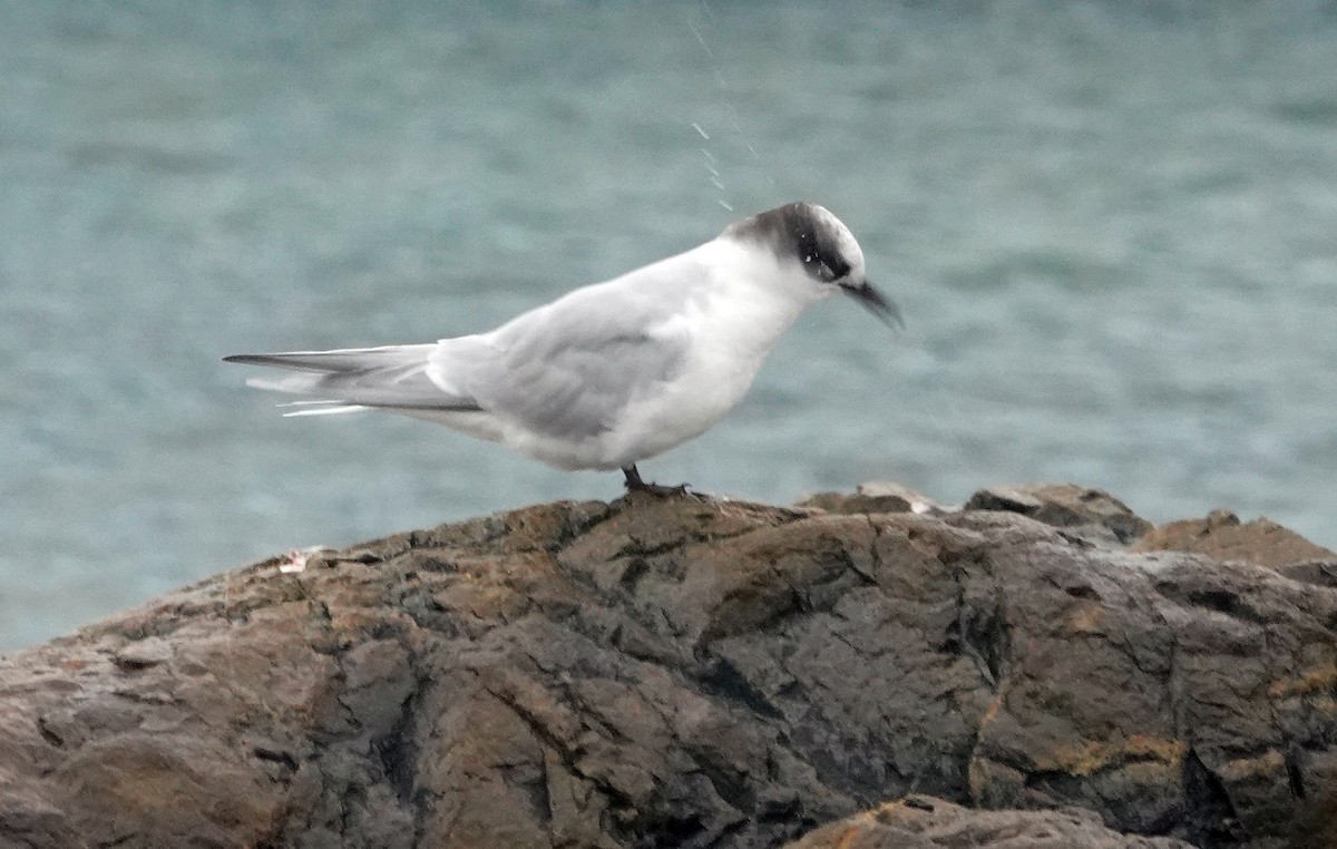 Antarctic Tern - ML600706361