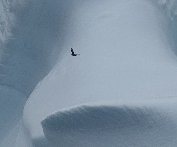 South Polar Skua - ML600706431