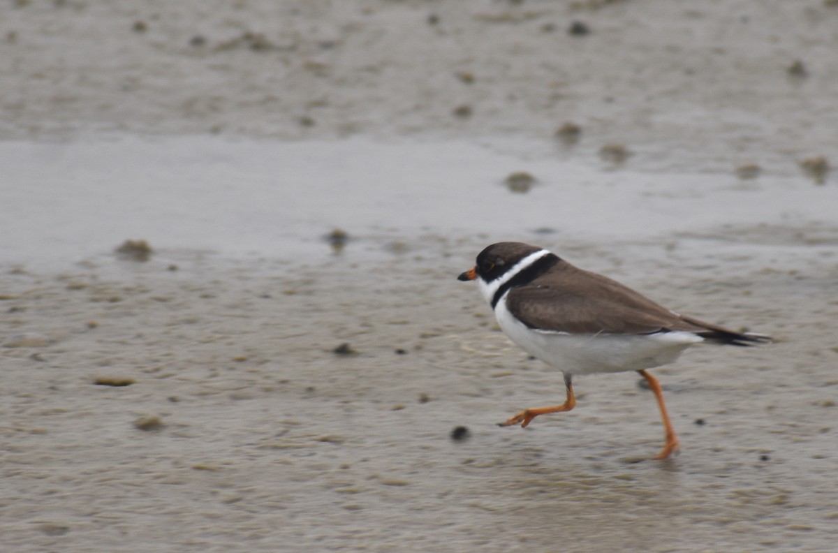 Semipalmated Plover - ML600706591