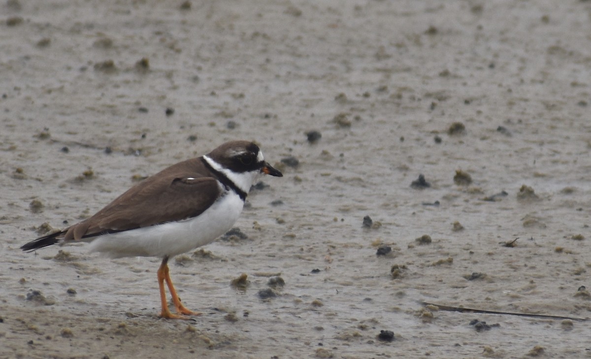 Semipalmated Plover - ML600706601