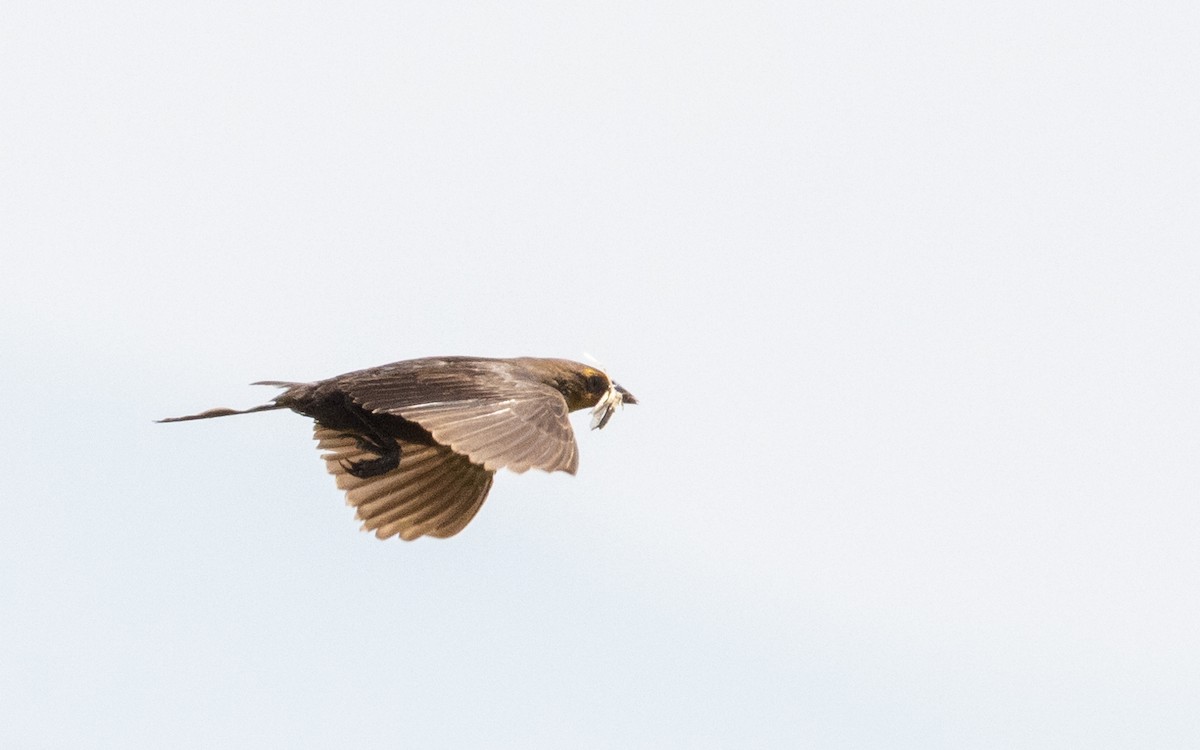 Yellow-headed Blackbird - Angus Wilson