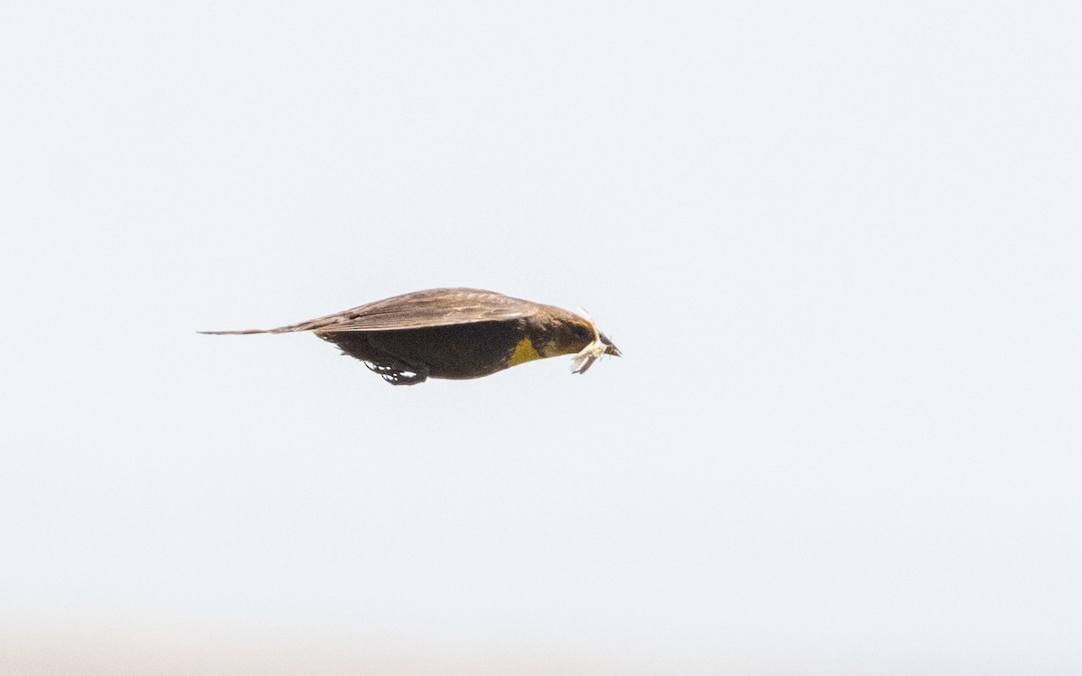 Yellow-headed Blackbird - ML600707461