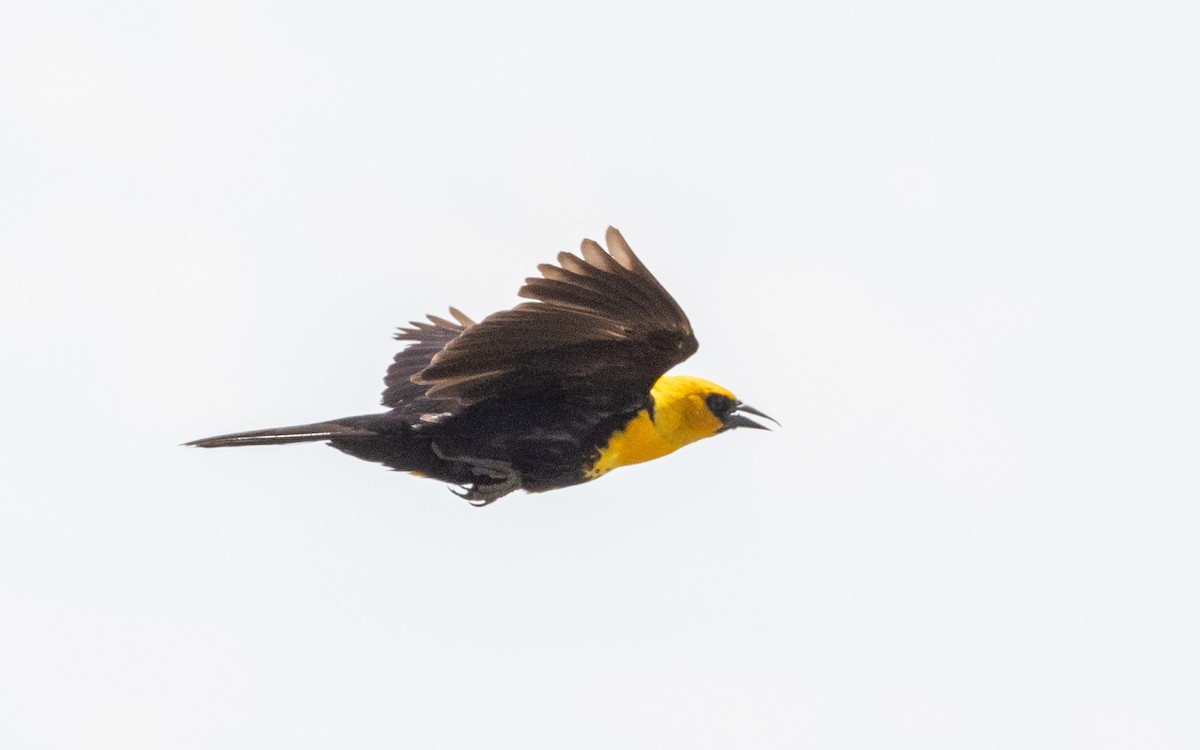 Yellow-headed Blackbird - ML600707471