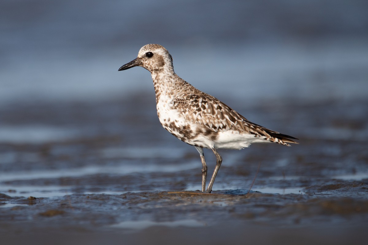 Black-bellied Plover - ML600707741