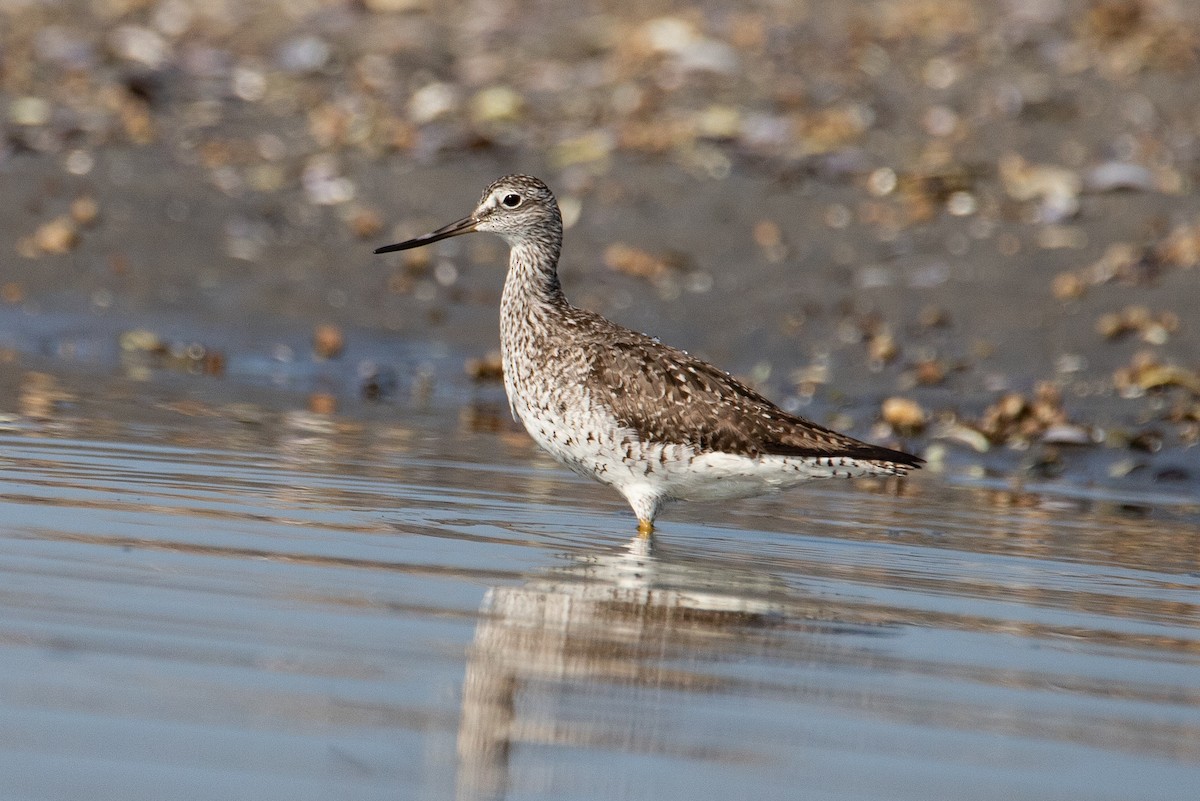 Greater Yellowlegs - ML600707871