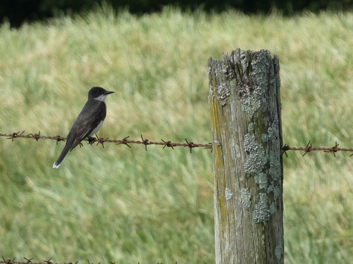 Eastern Kingbird - ML600709821