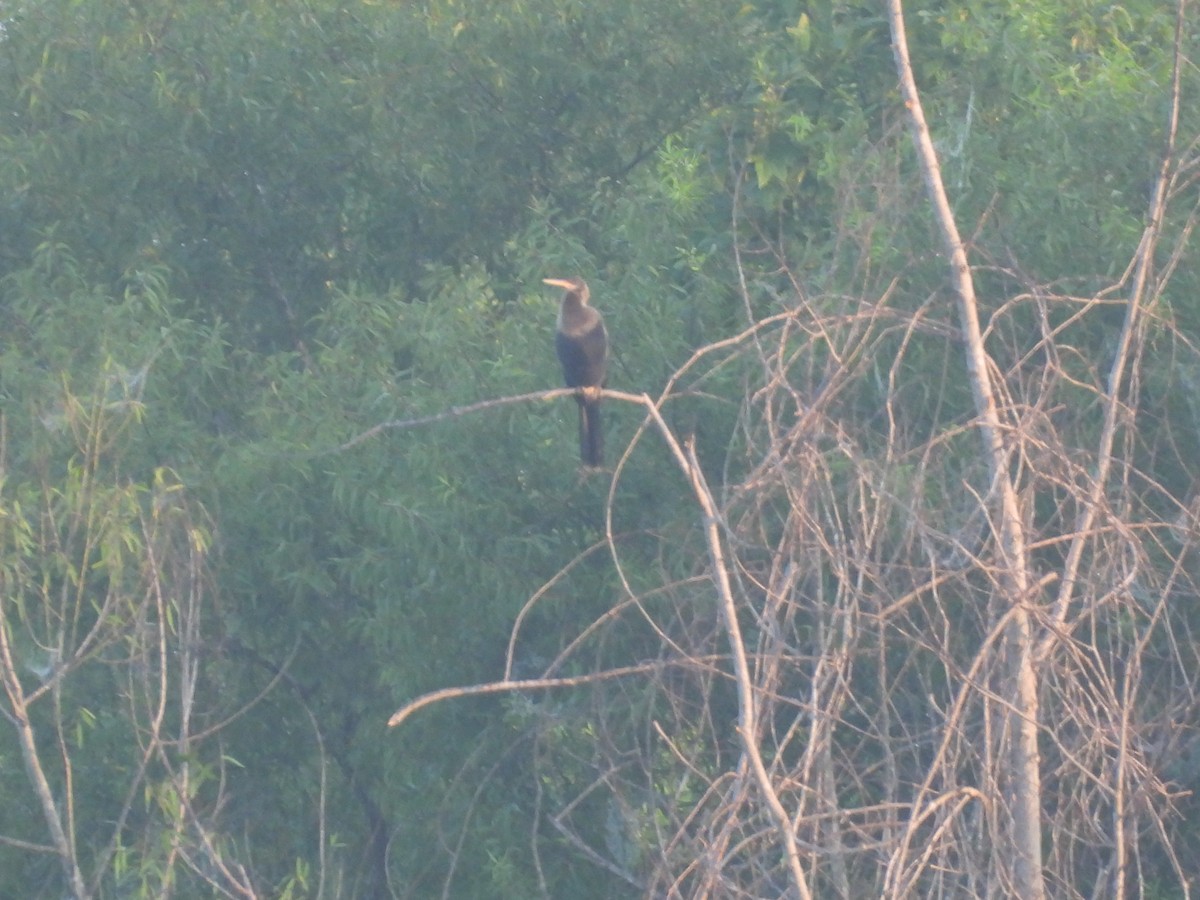 Anhinga - ML600710591