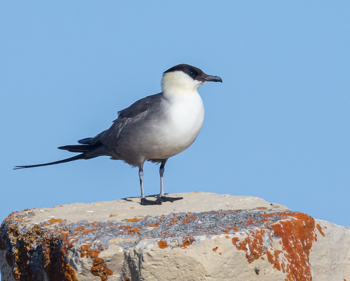 Long-tailed Jaeger - ML600710691