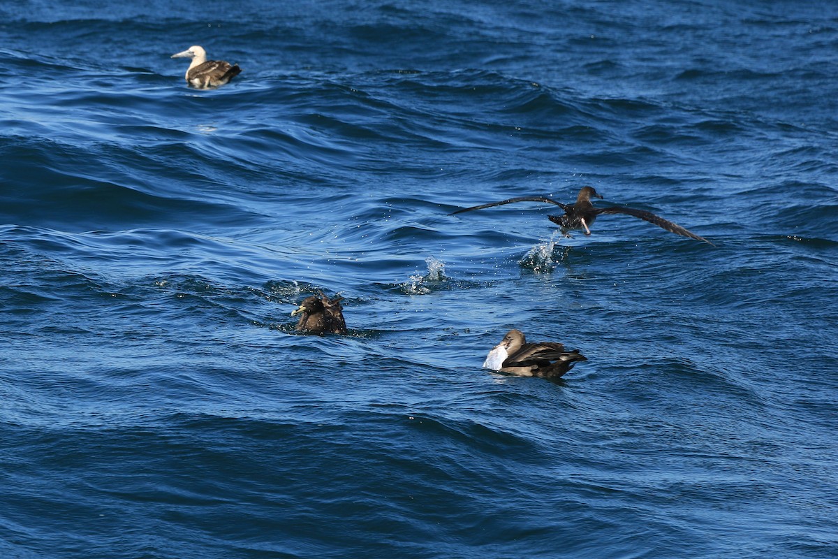 Puffin à pieds roses - ML60071151