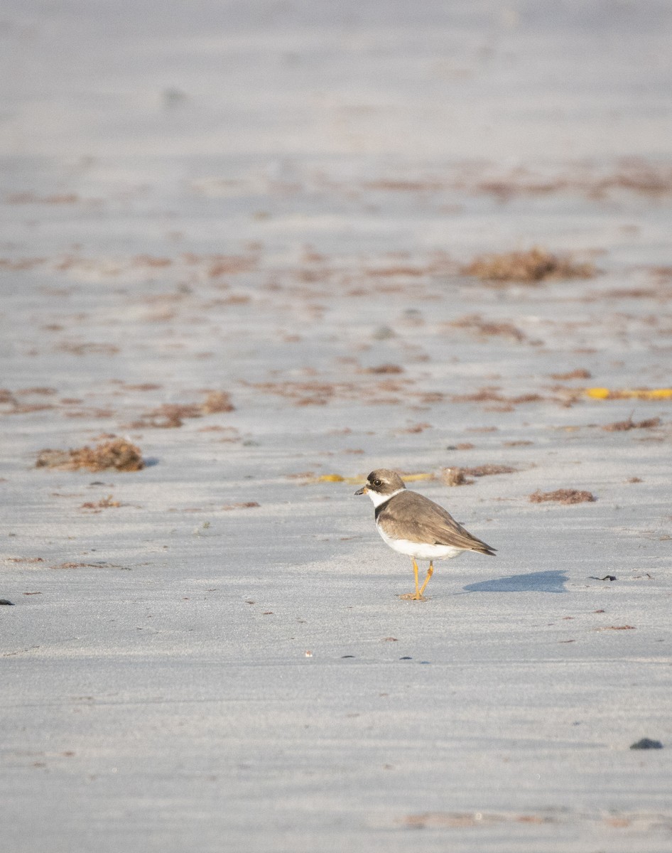 Semipalmated Plover - ML600711801