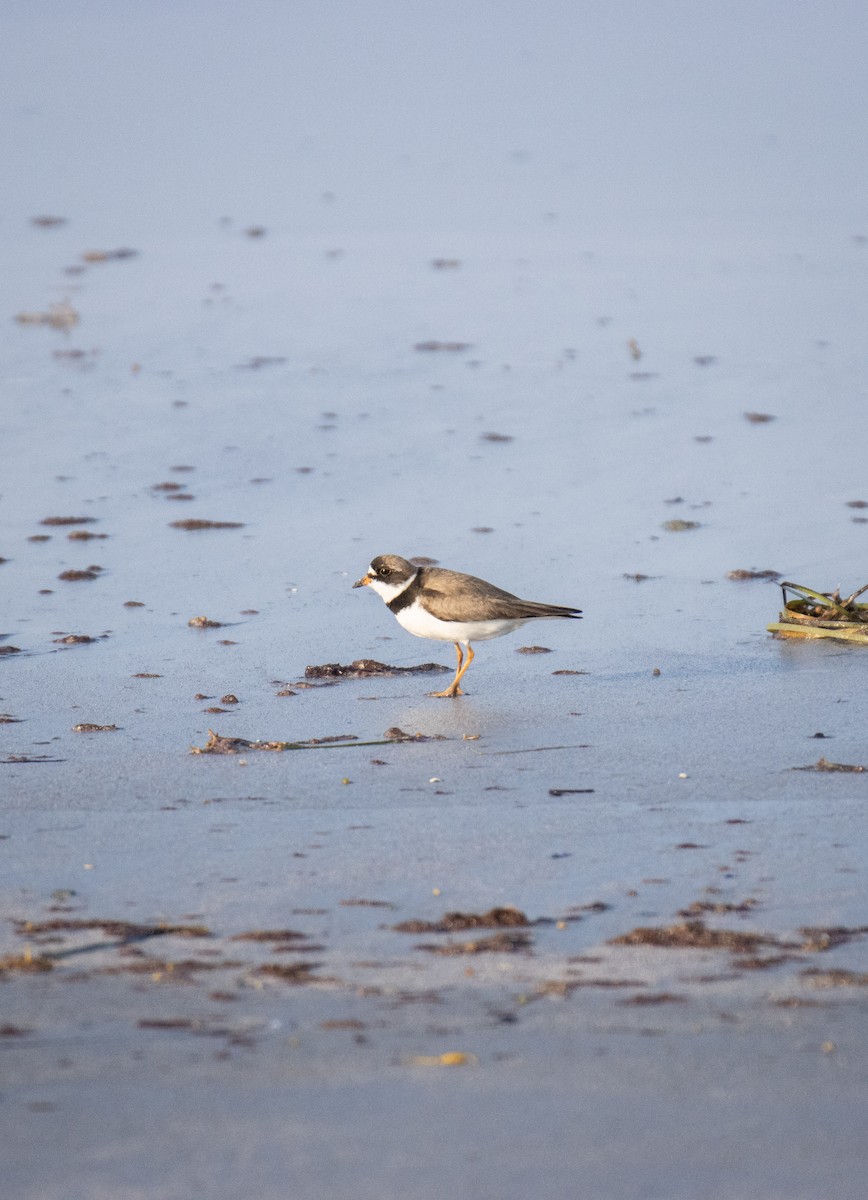 Semipalmated Plover - ML600711811