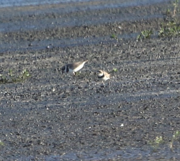 Semipalmated Plover - ML600711861