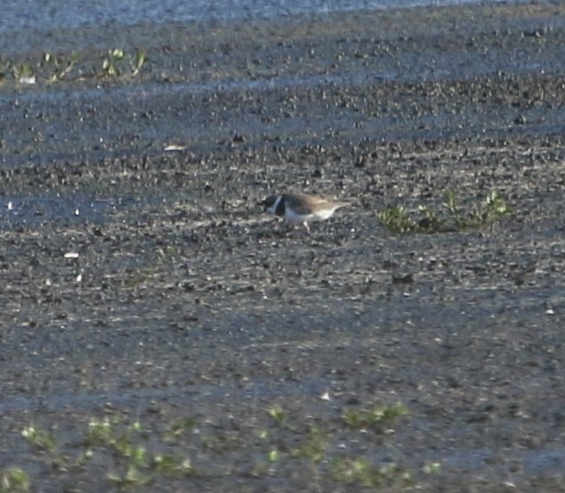 Semipalmated Plover - ML600711871