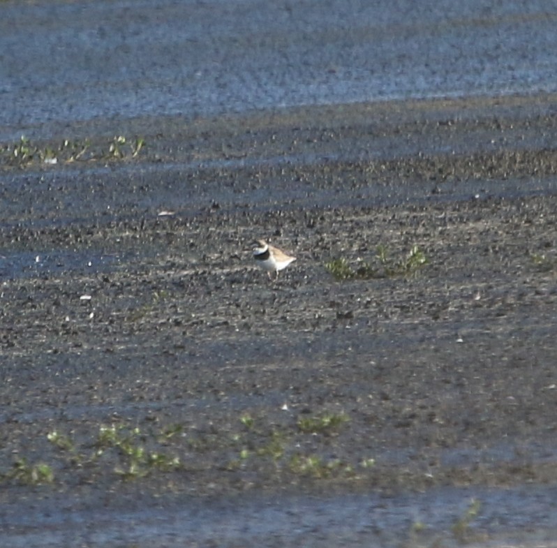 Semipalmated Plover - ML600711891