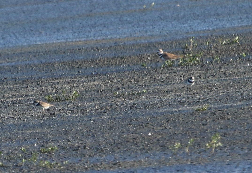 Semipalmated Plover - ML600711901