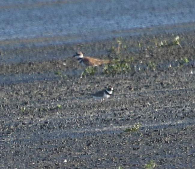 Semipalmated Plover - ML600711911
