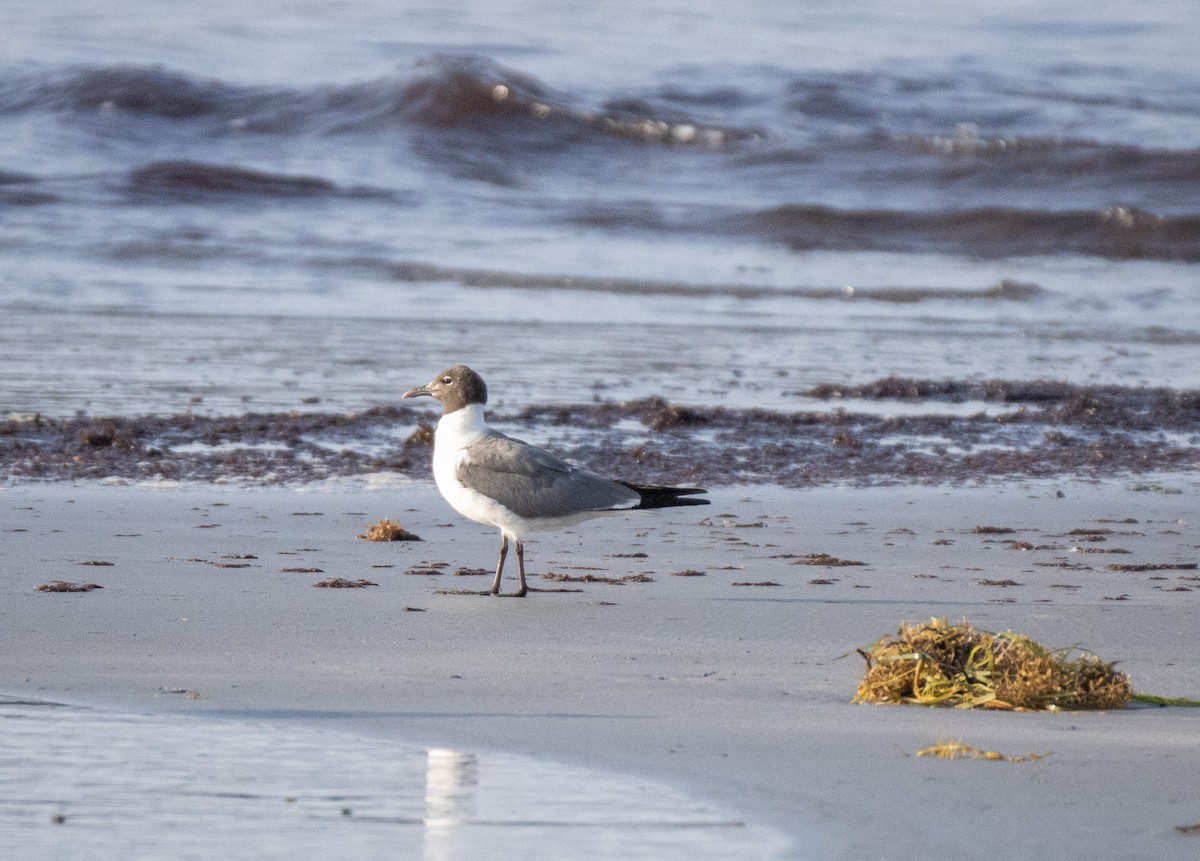 Laughing Gull - Joel Brown