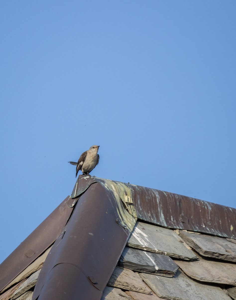 Northern Mockingbird - ML600712041