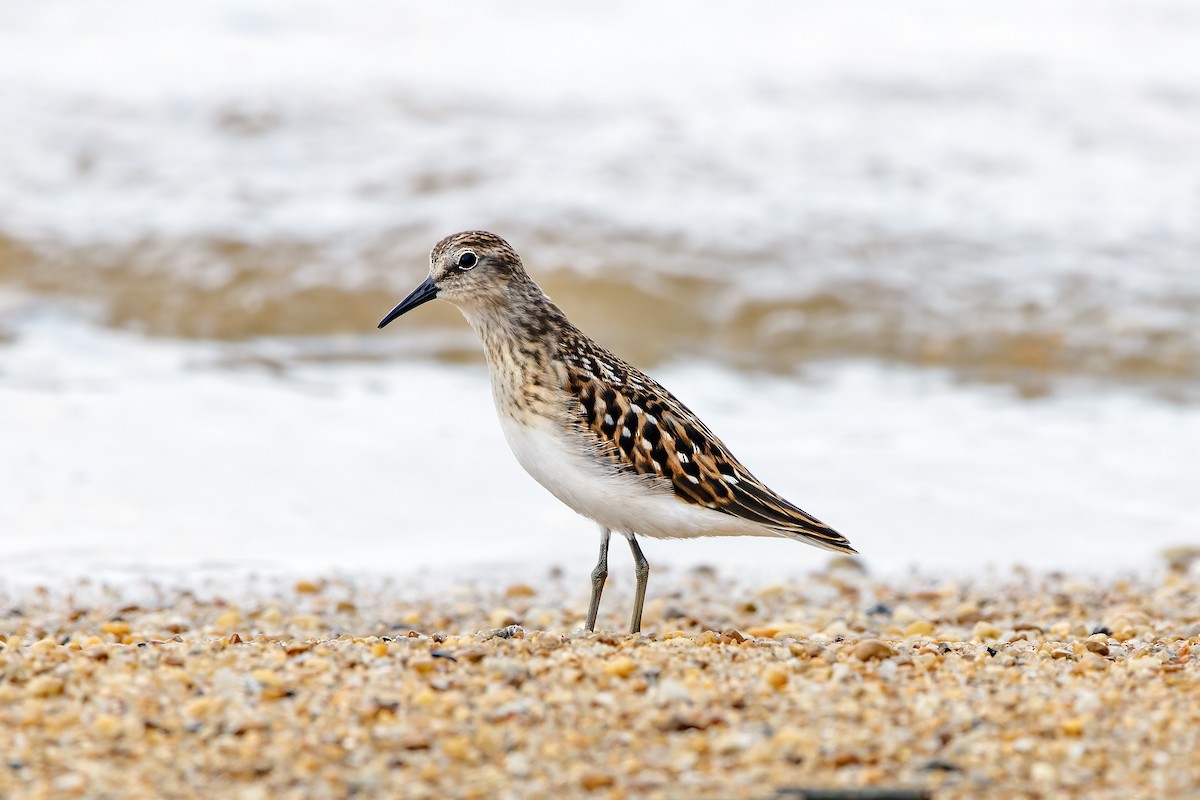 Least Sandpiper - ML600712071