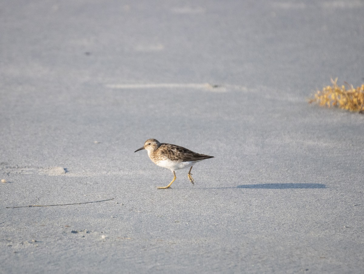 Least Sandpiper - Joel Brown