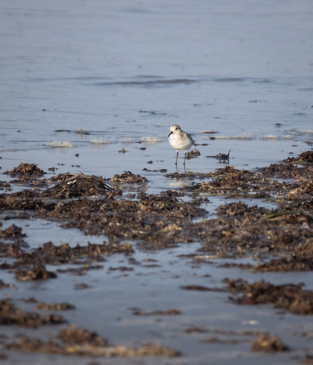 Semipalmated Sandpiper - Joel Brown