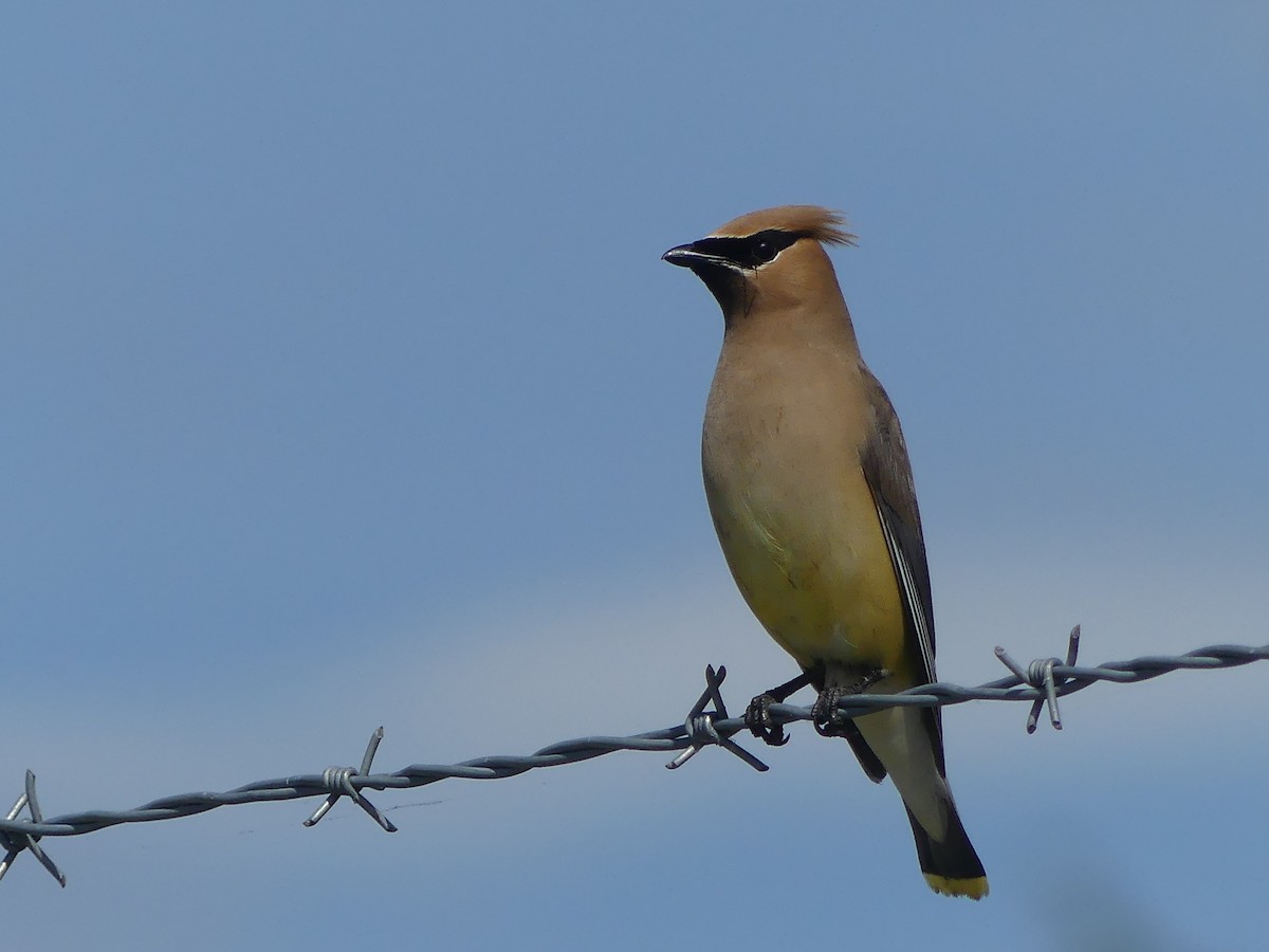 Cedar Waxwing - ML600712401