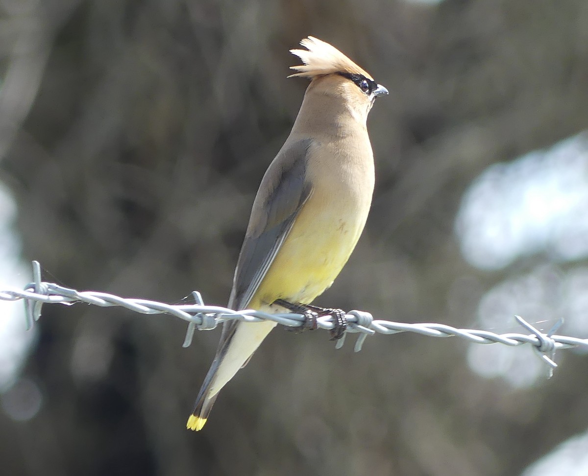 Cedar Waxwing - ML600712411