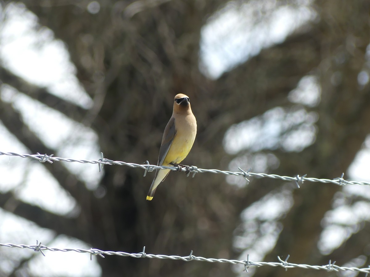 Cedar Waxwing - ML600712421