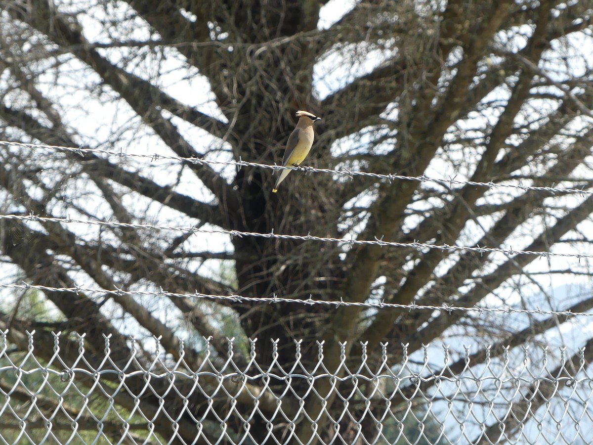 Cedar Waxwing - ML600712431