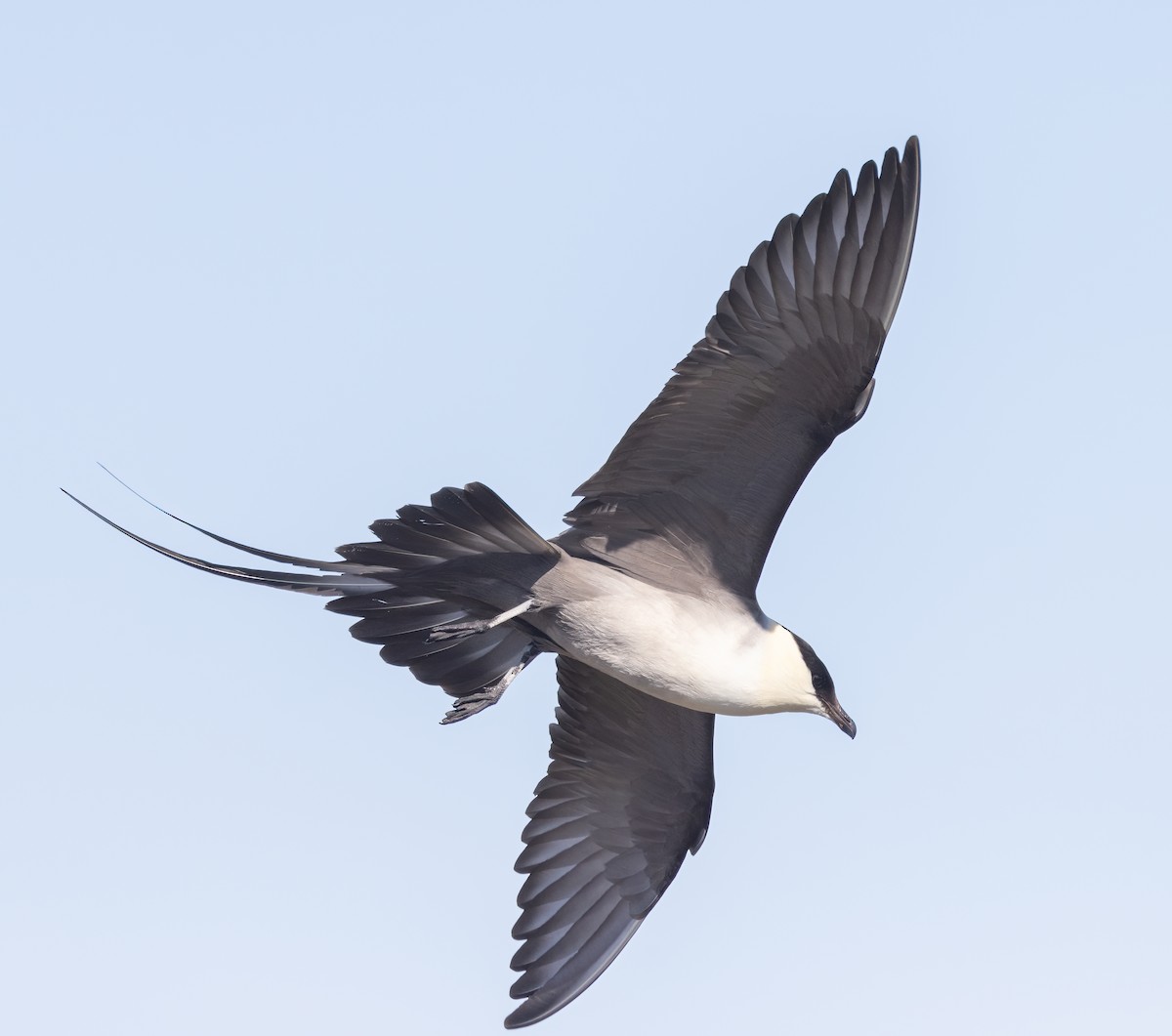 Long-tailed Jaeger - ML600712481