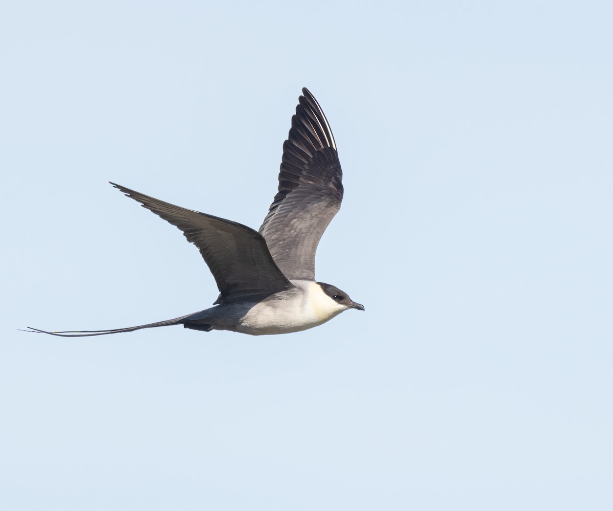 Long-tailed Jaeger - ML600712491