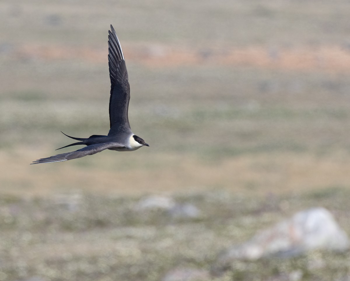 Long-tailed Jaeger - ML600712501