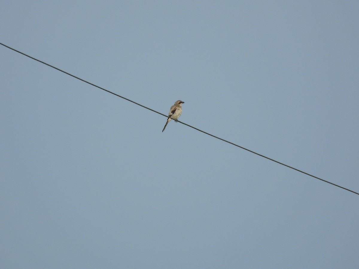 Loggerhead Shrike - ML600713191