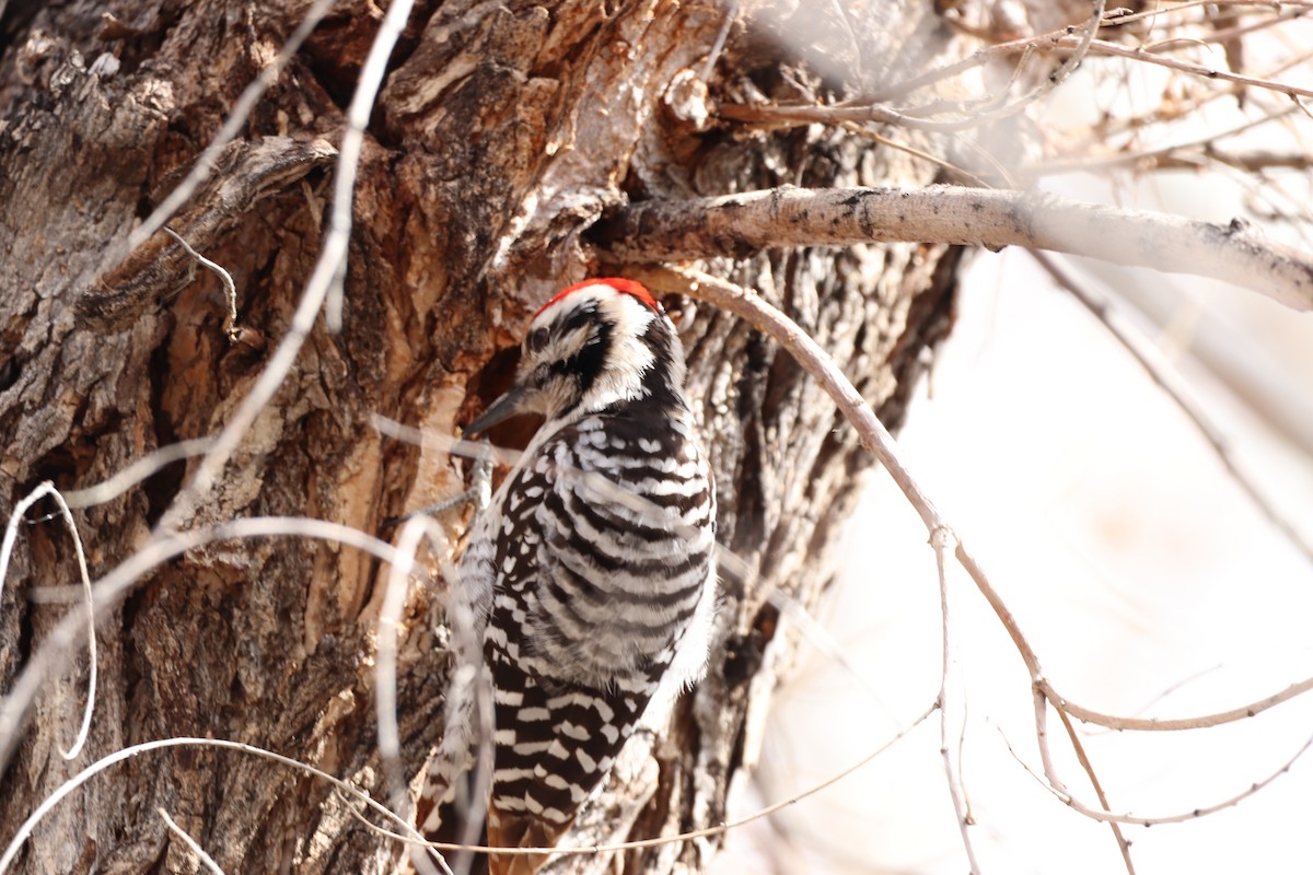 Ladder-backed Woodpecker - Matt Fischer