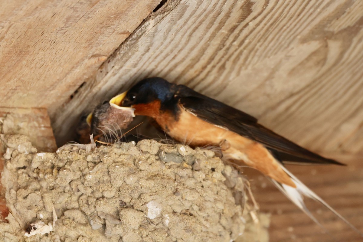 Golondrina Común - ML600714741