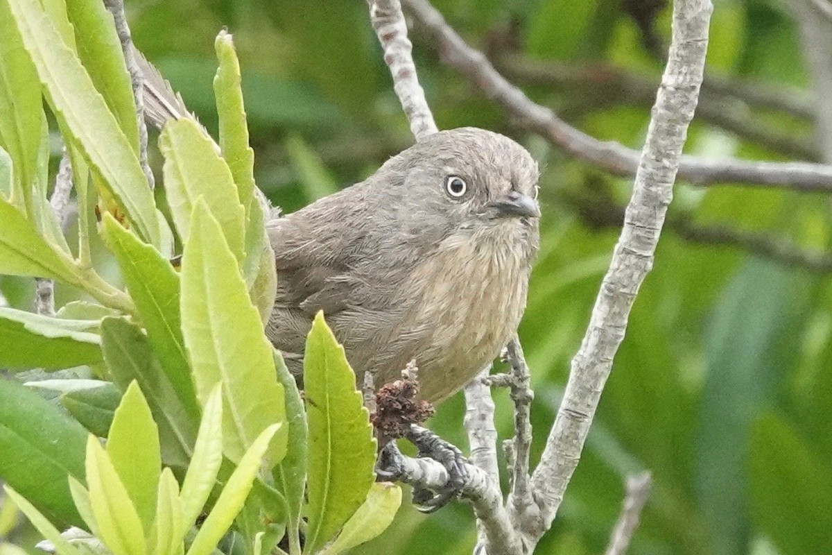 Wrentit - ML600714781