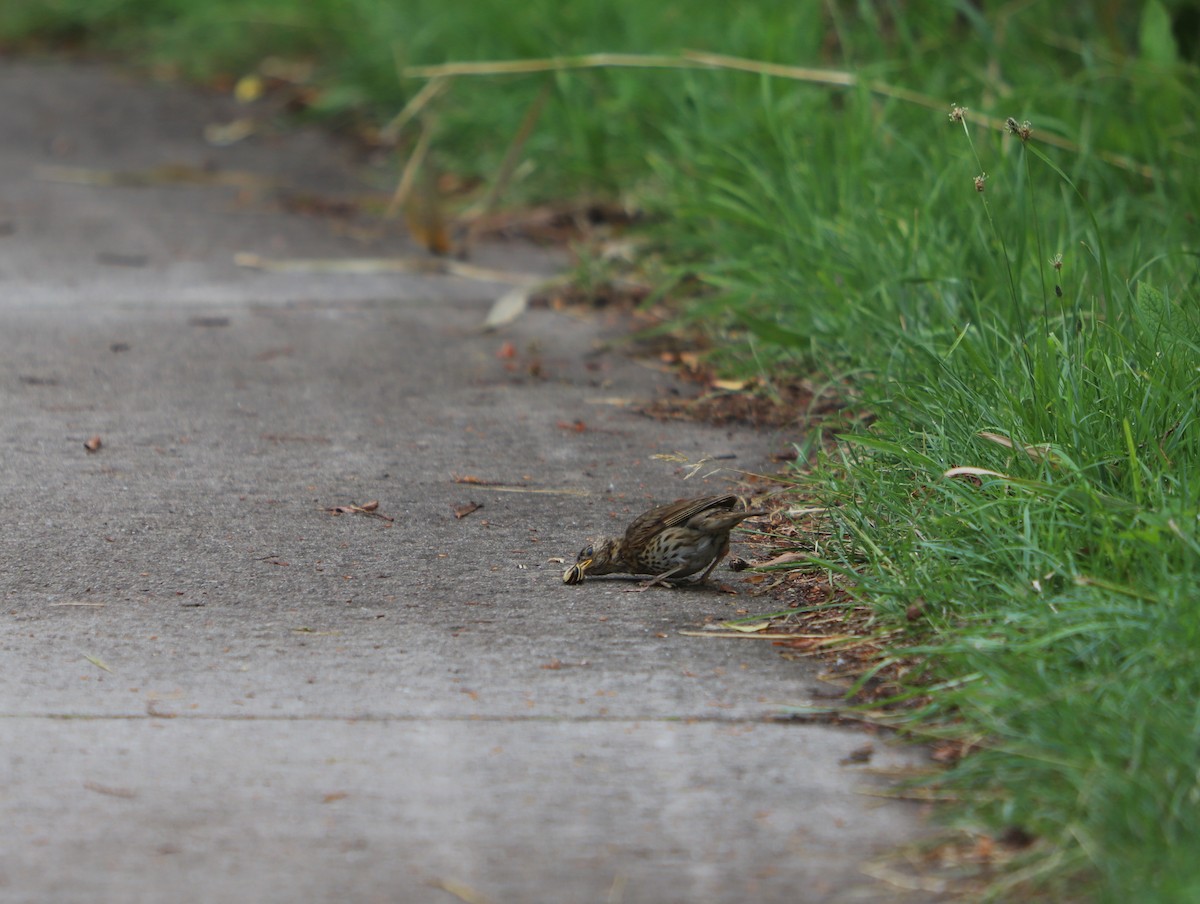 Song Thrush - ML600714971