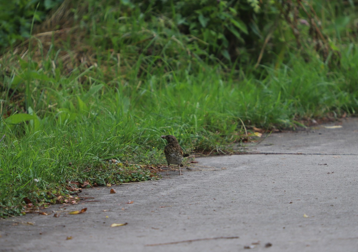 Song Thrush - ML600715241