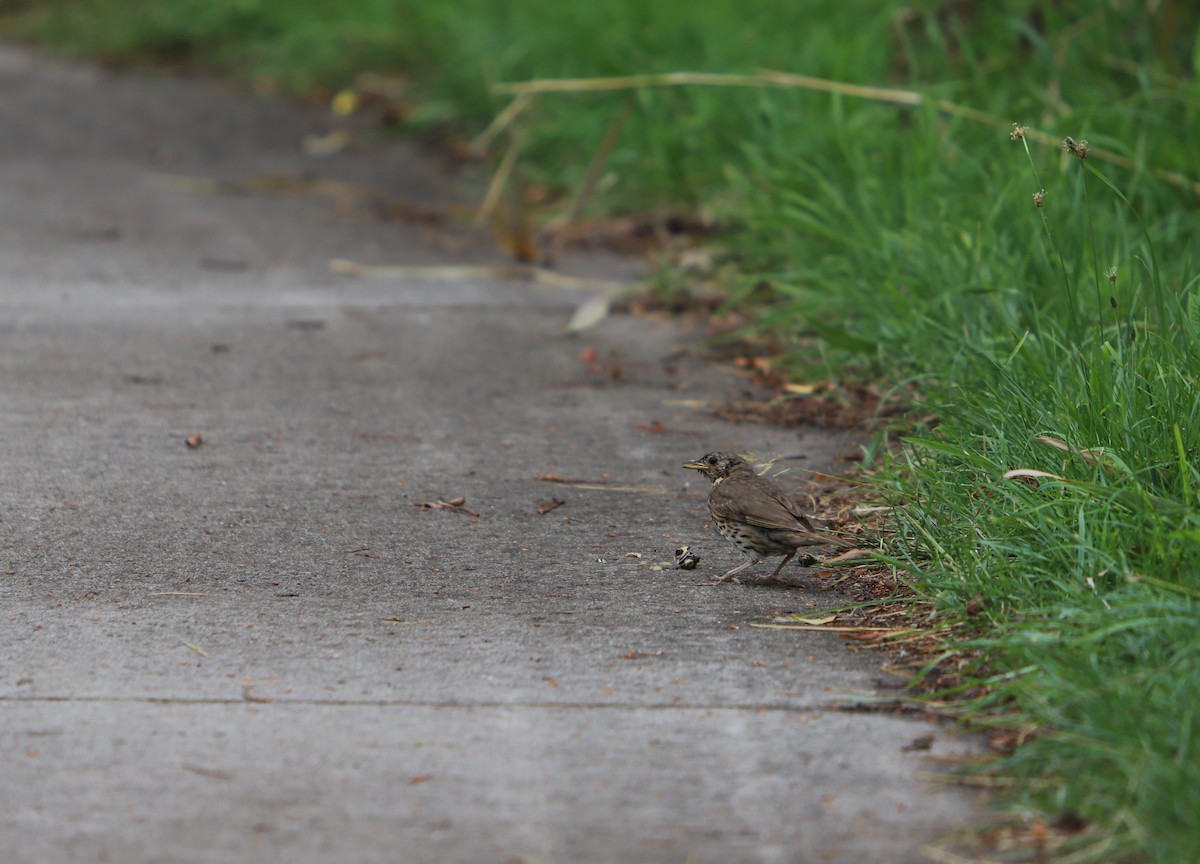 Song Thrush - ML600715521