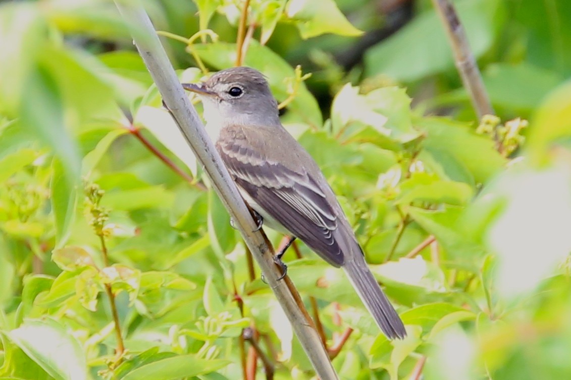 Acadian Flycatcher - ML60071751