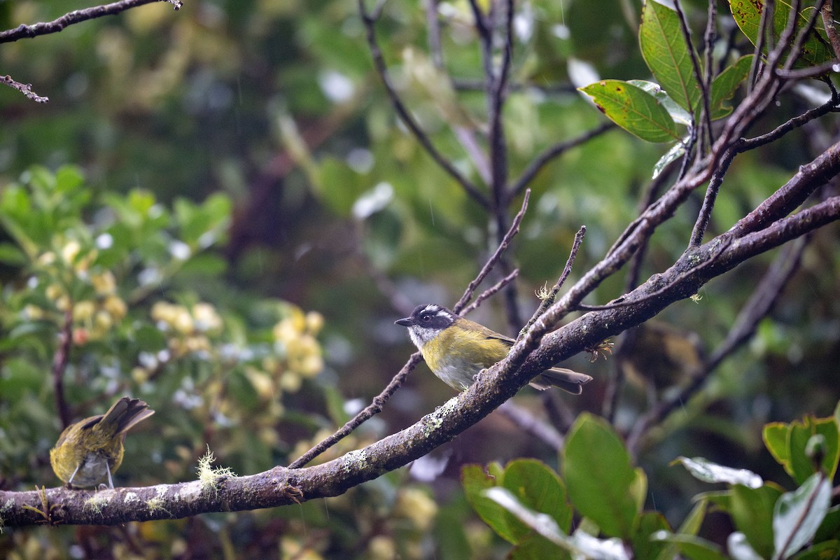 Sooty-capped Chlorospingus - ML600717741