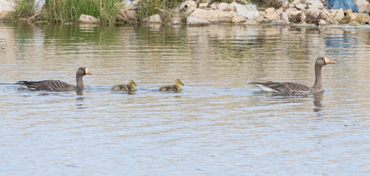 Greater White-fronted Goose - ML600718371