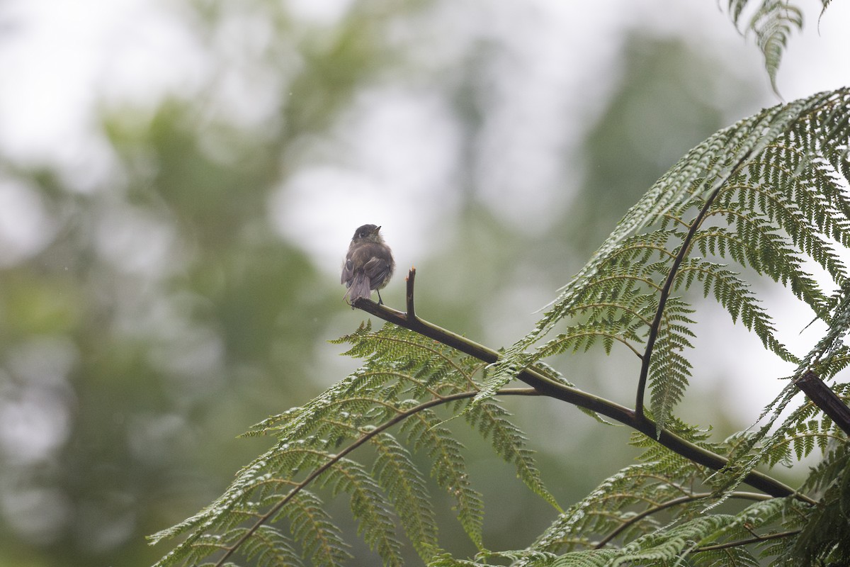 Black-capped Flycatcher - ML600718471