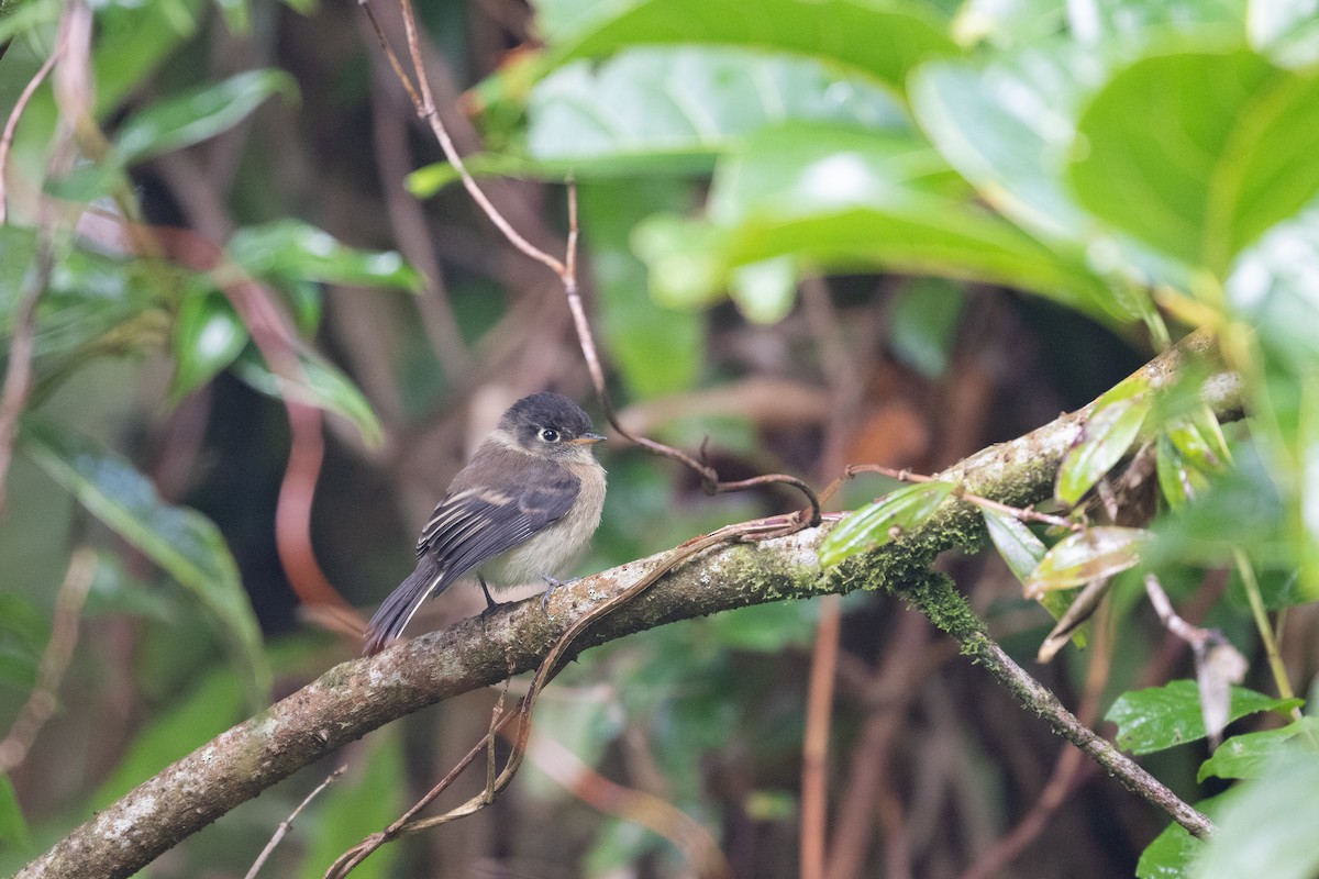 Black-capped Flycatcher - ML600718711