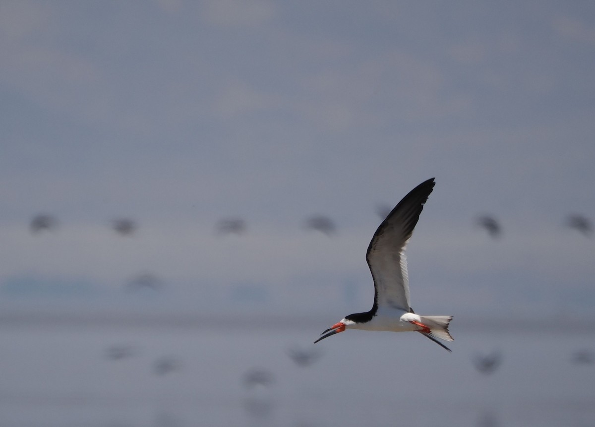 Black Skimmer - ML600719911