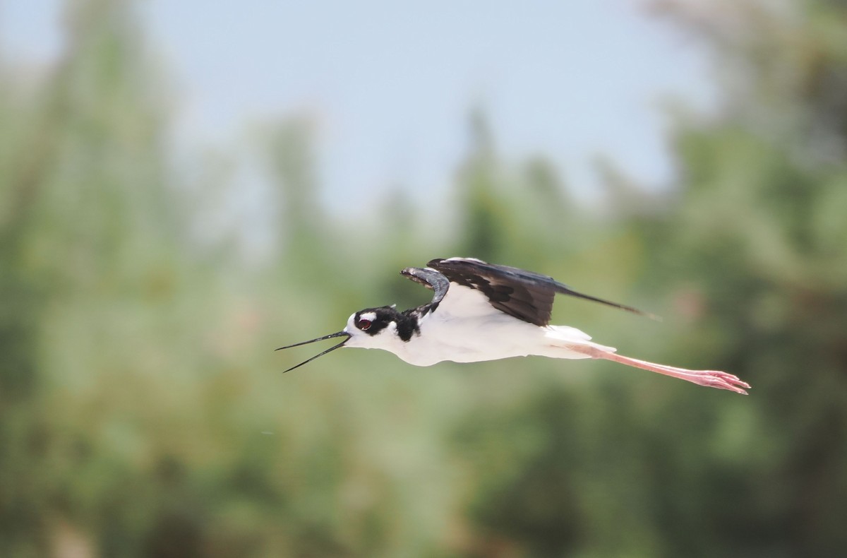 Black-necked Stilt - ML600721261