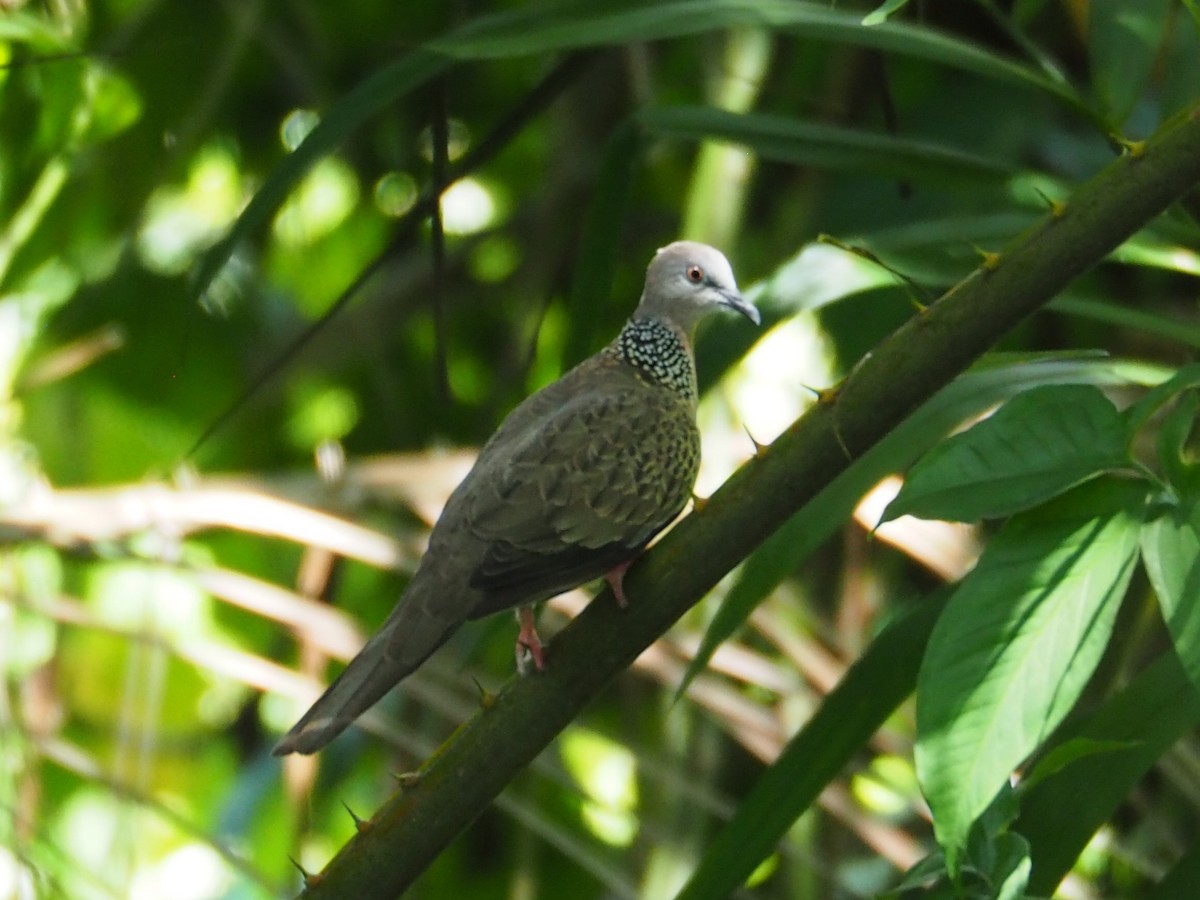 Spotted Dove - ML600723071