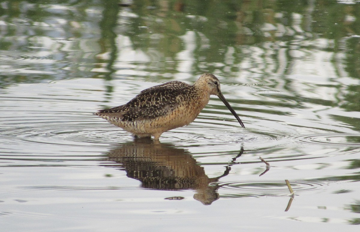 Long-billed Dowitcher - ML600724161