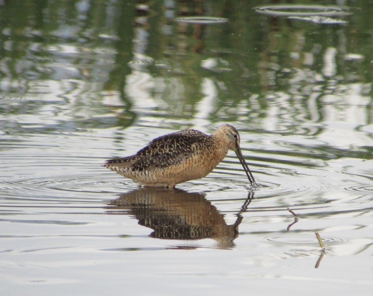 Long-billed Dowitcher - ML600724171